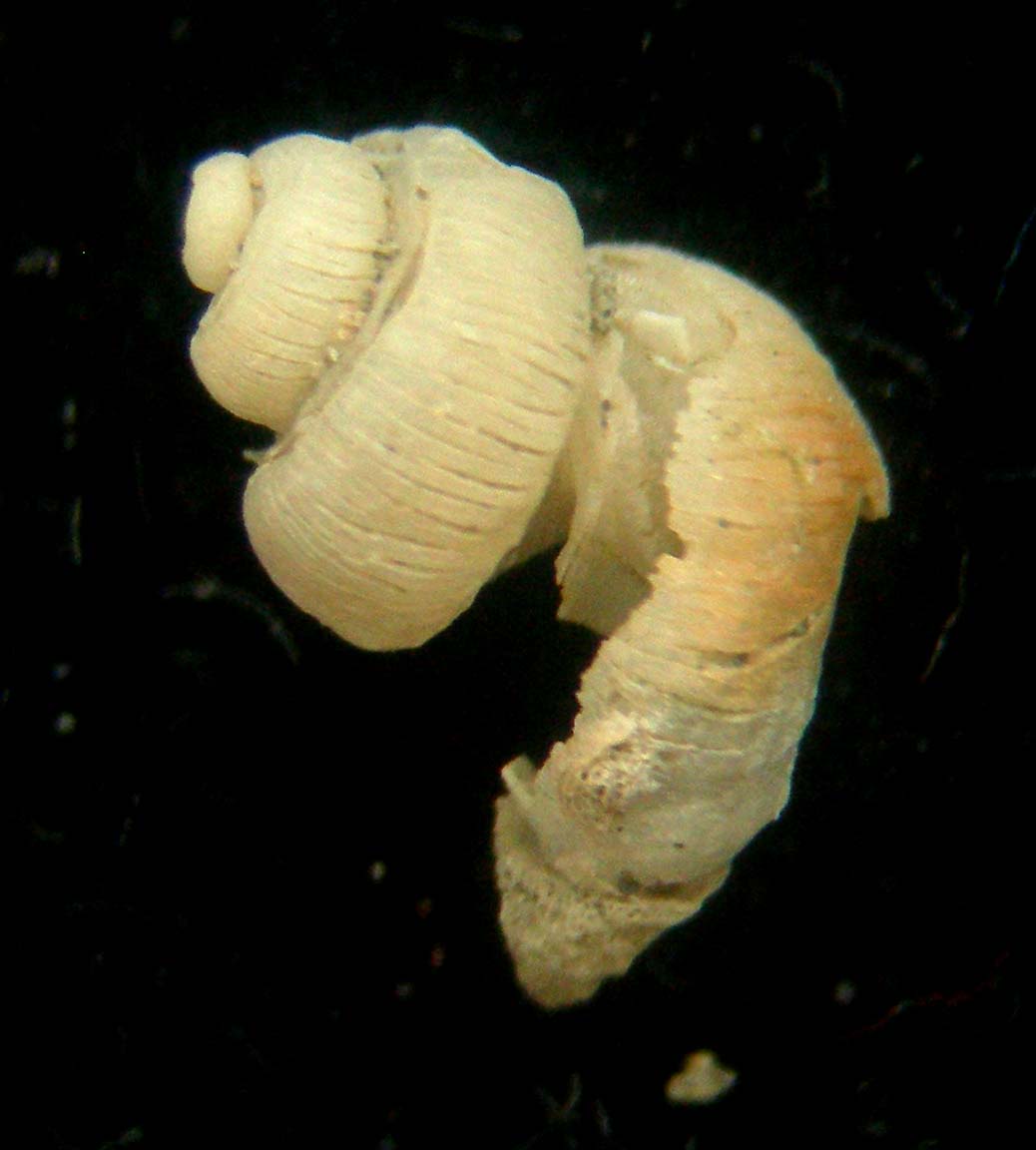 tenagodus obtusus